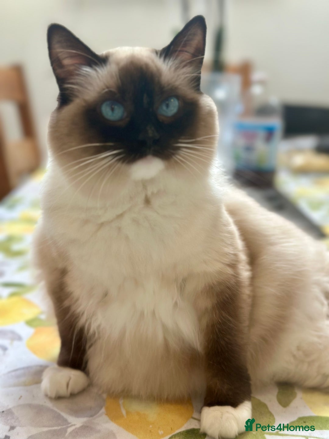 Ragdoll cats for sale: Champion TICA registered Ragdoll Kittens  - Advert 2