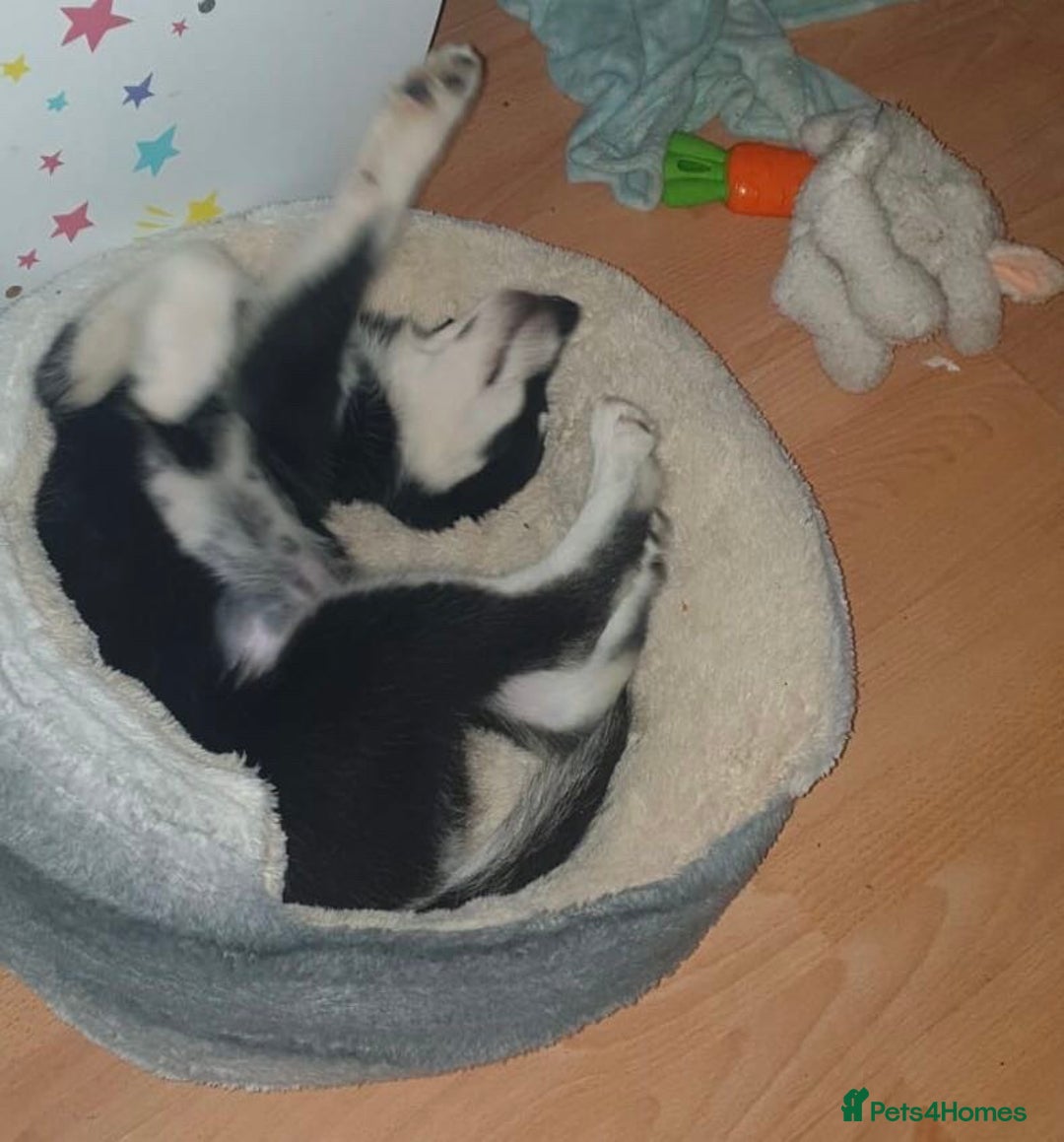 Siberian Husky dogs for sale: This is sparks  - Image 3