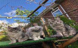 Maine Coon cats for sale: Maincoon boys ready now 1 left - Image 4