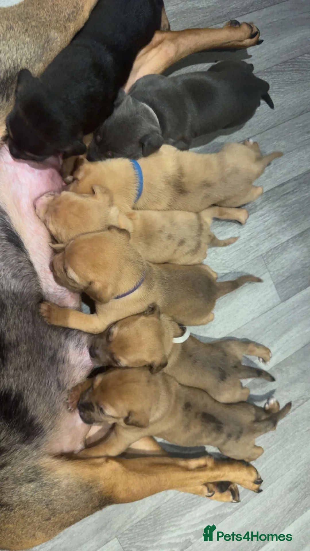 Mixed Breed dogs for sale: Border collie x staffordshire bull terrier pups - Advert 2