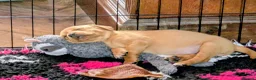 Labrador Retriever dogs for sale: Quality Pedigree Labrador Puppies Available - Advert 5