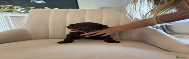 Cockapoo 4