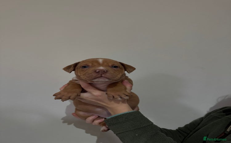 American Bully dogs - Advert 4