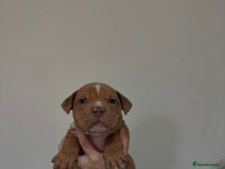 American Bully dogs - Advert 14