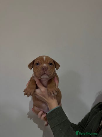 American Bully dogs - Advert 7