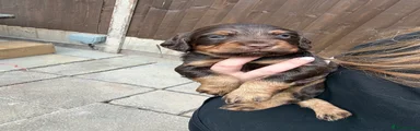 Cocker Spaniel 4