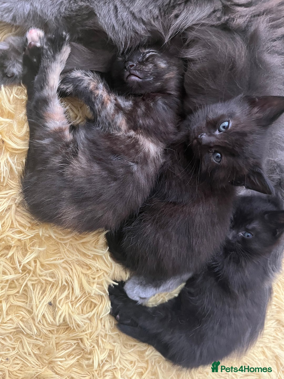 Mixed Breed cats for sale: Adorable friendly kittens - Image 5