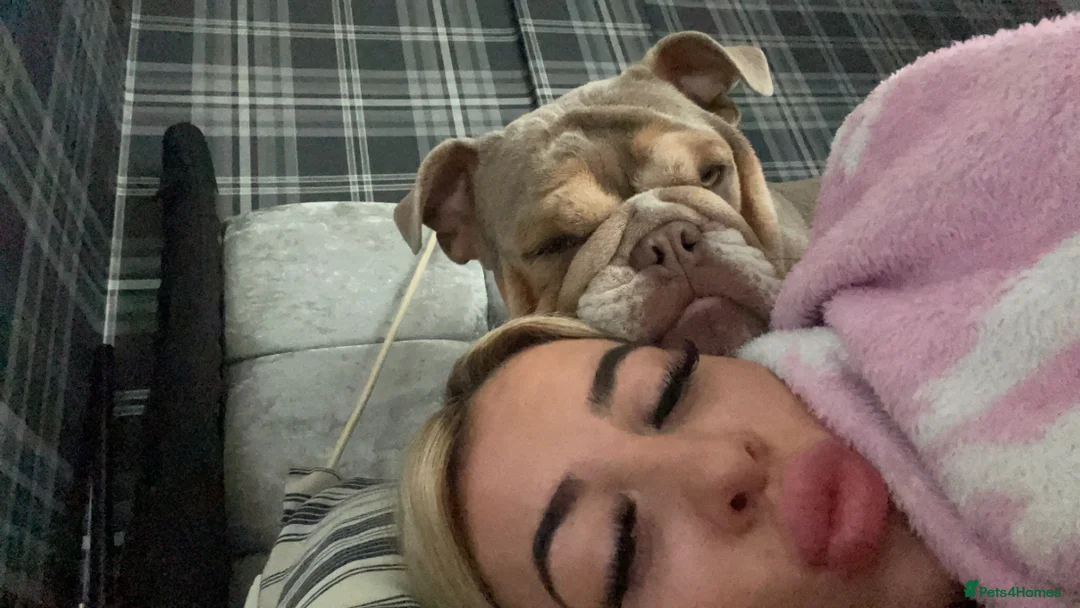 English Bulldog dogs for sale: English bulldog  in Flint - Advert 11