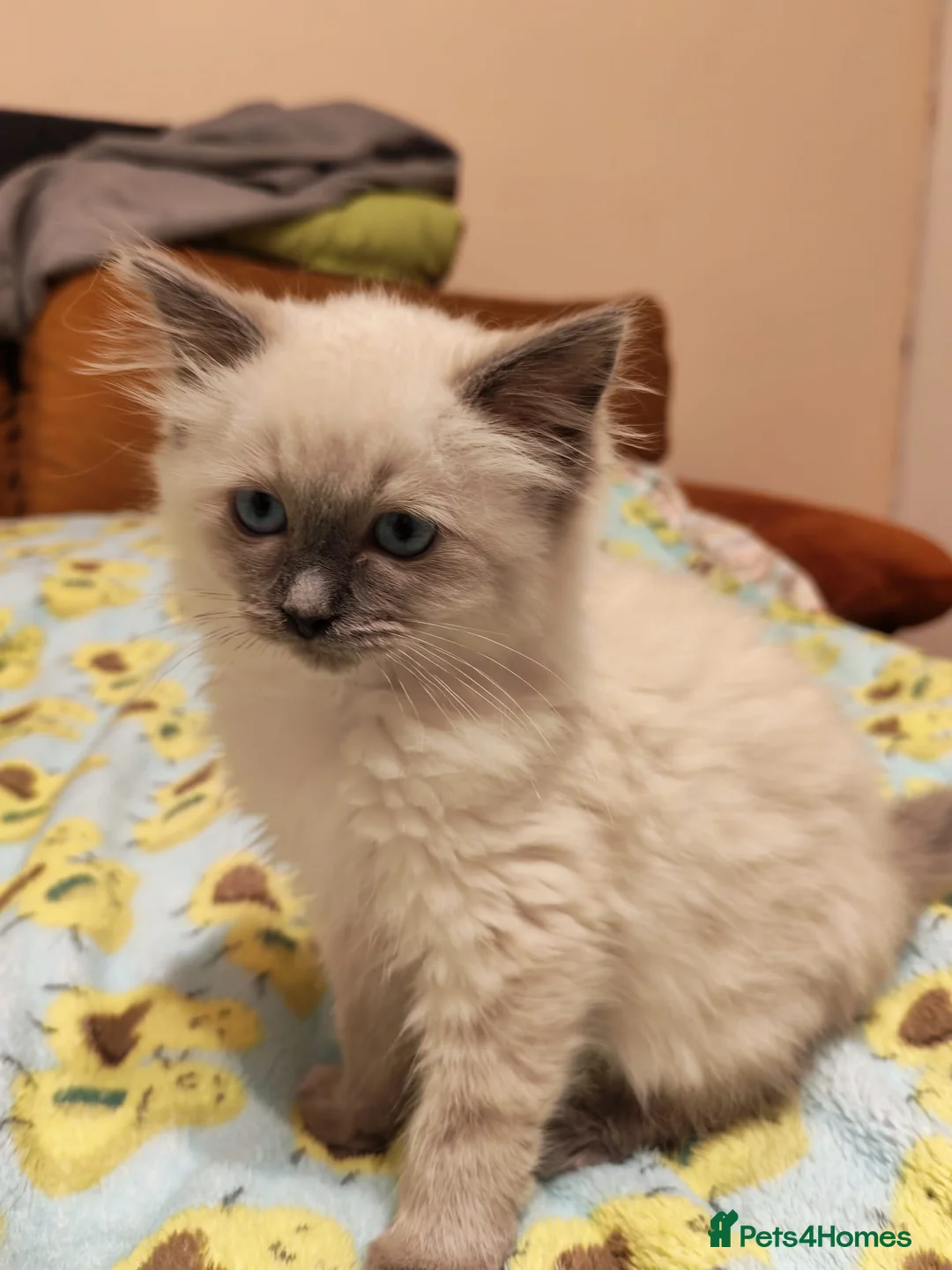 Ragdoll cats for sale: Pure Ragdoll Kittens - Advert 5