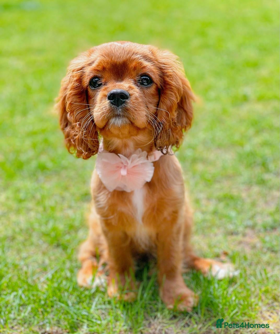 Cavalier King Charles Spaniel dogs Meet LILO - Cavalier King Charles Spaniel  - Advert 5