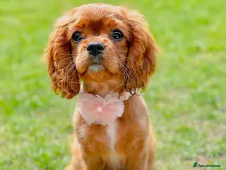 Cavalier King Charles Spaniel dogs Meet LILO - Cavalier King Charles Spaniel - Advert 9