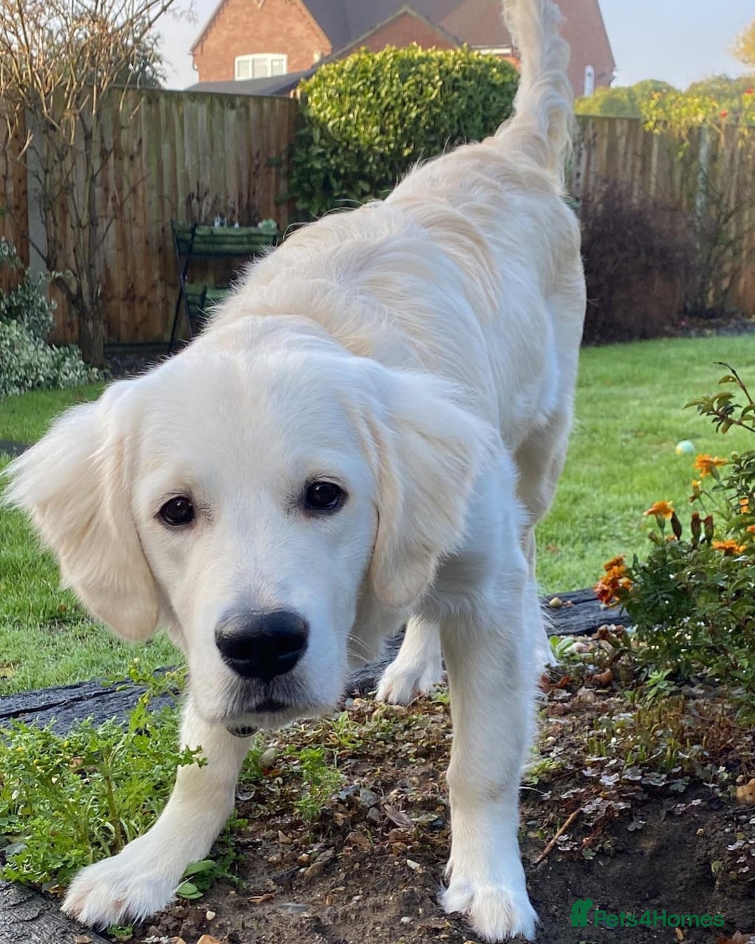 Golden Retriever dogs for sale: Golden Retriever Boy Rehome - Advert 3
