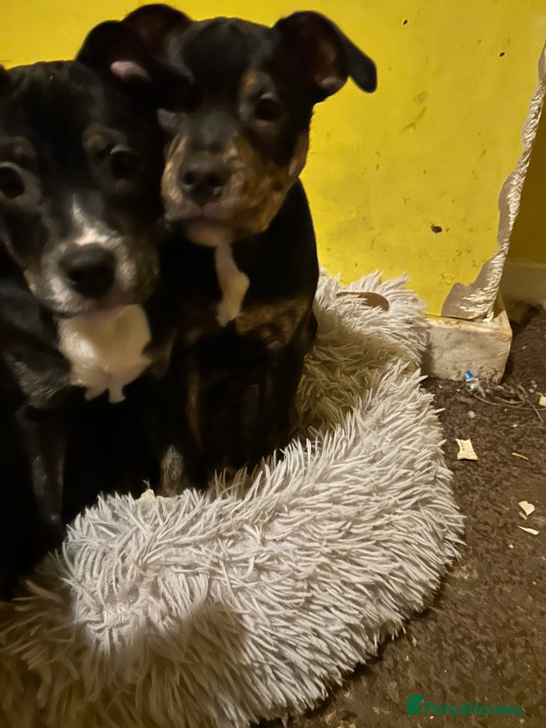 Mixed Breed dogs for sale: Beautiful little girl for rehoming  - Advert 4