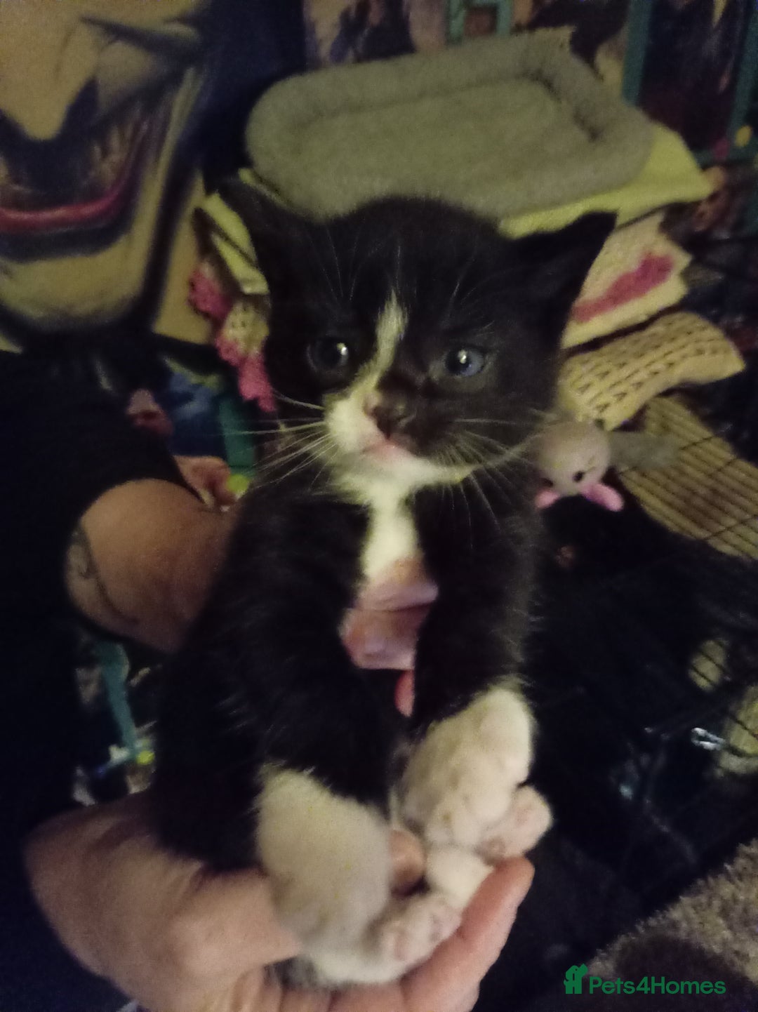 Mixed Breed cats for sale: Four mixed breed British short hair - Advert 4