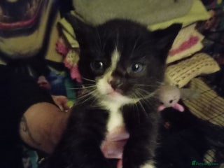 Mixed Breed cats Two mixed breed British short hair - Advert 5