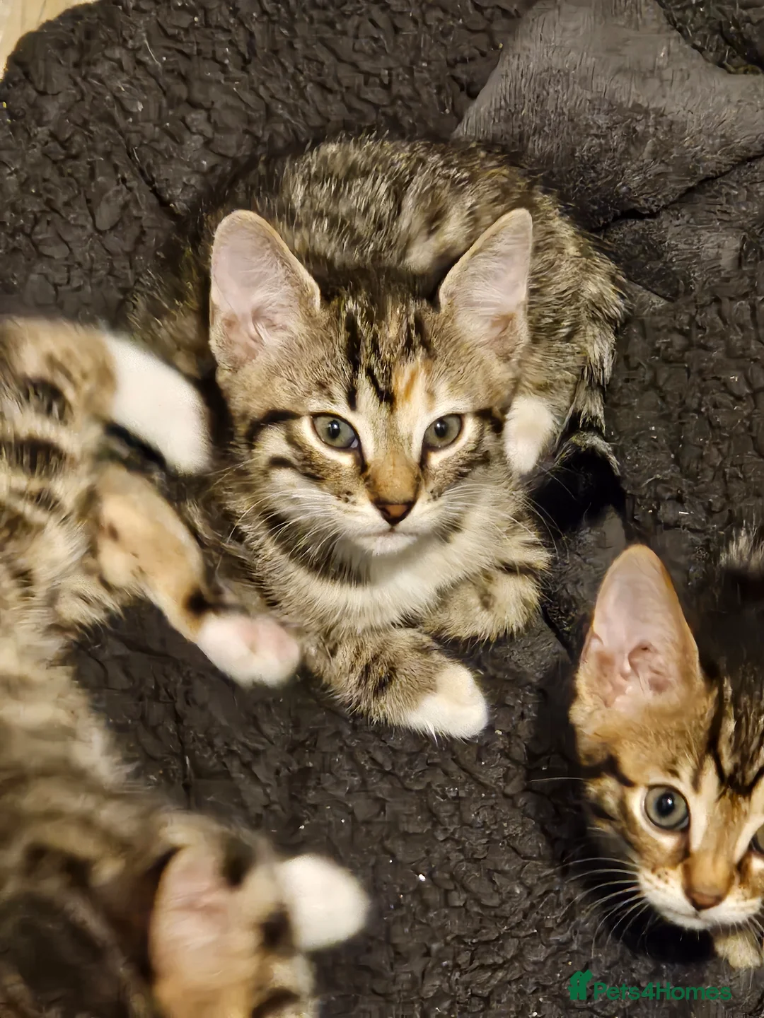 Bengal cats for sale: Bengal X kittens. READY NOW - Advert 13