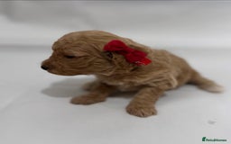 Poochon dogs for sale: F1 Poochon Puppies - 1 boy left - Image 15