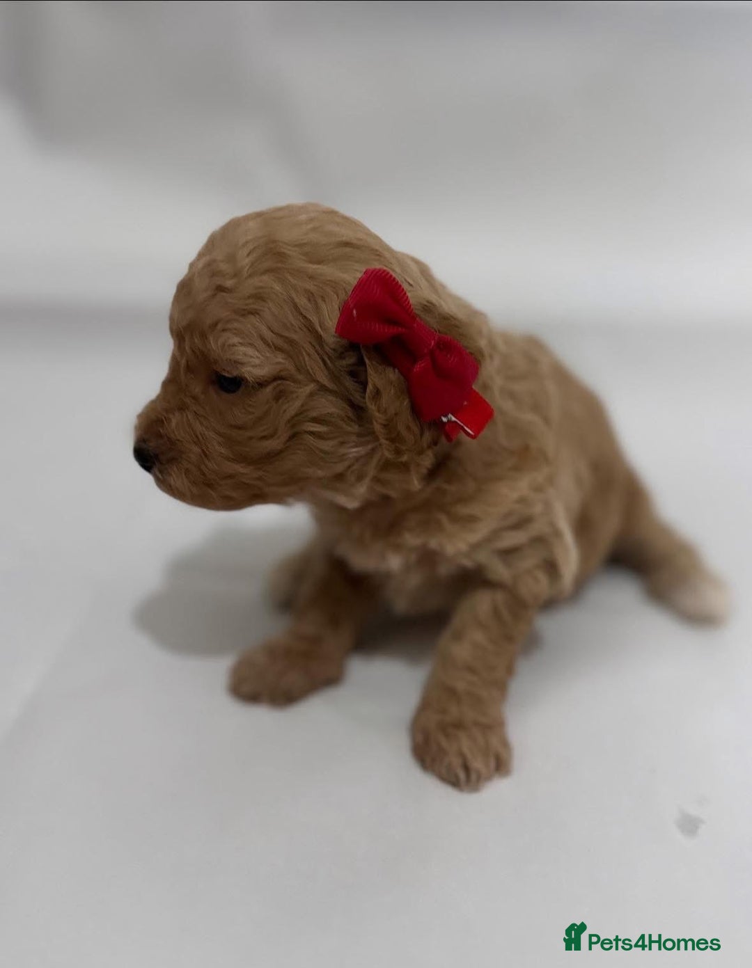 Poochon dogs for sale: F1 Poochon Puppies - 1 boy left - Image 15