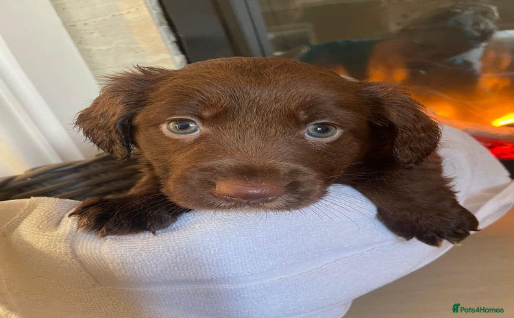 Cocker Spaniel dogs - Advert 1