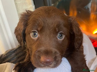 Cocker Spaniel dogs - Advert 5
