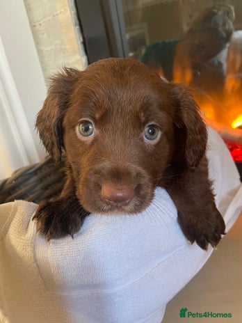 Cocker Spaniel dogs - Advert 1