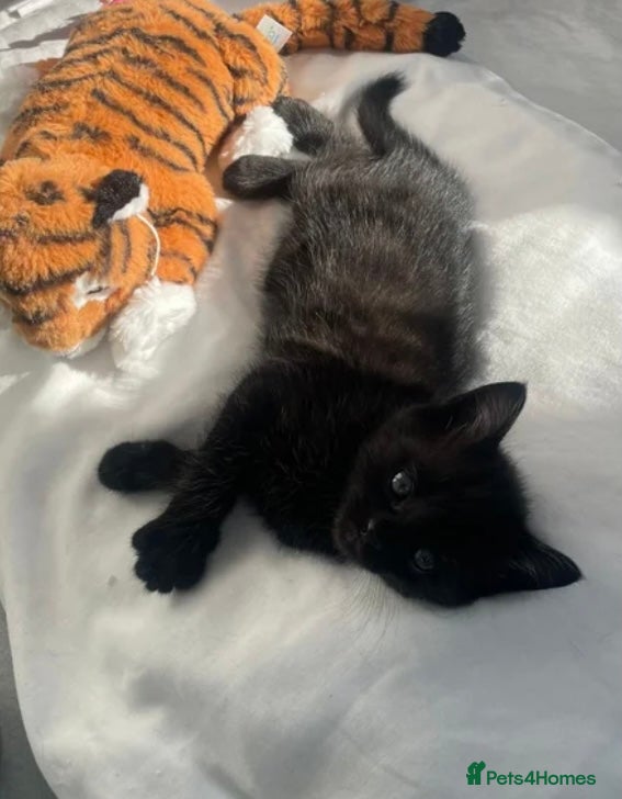 Mixed Breed cats for sale: X2 female 1/2 Russian blue kittens ready🏠’s - Advert 3