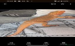 Bearded Dragon reptiles for sale: Beautiful Citrus Bearded Dragon and 3ft Vivarium - Image 3