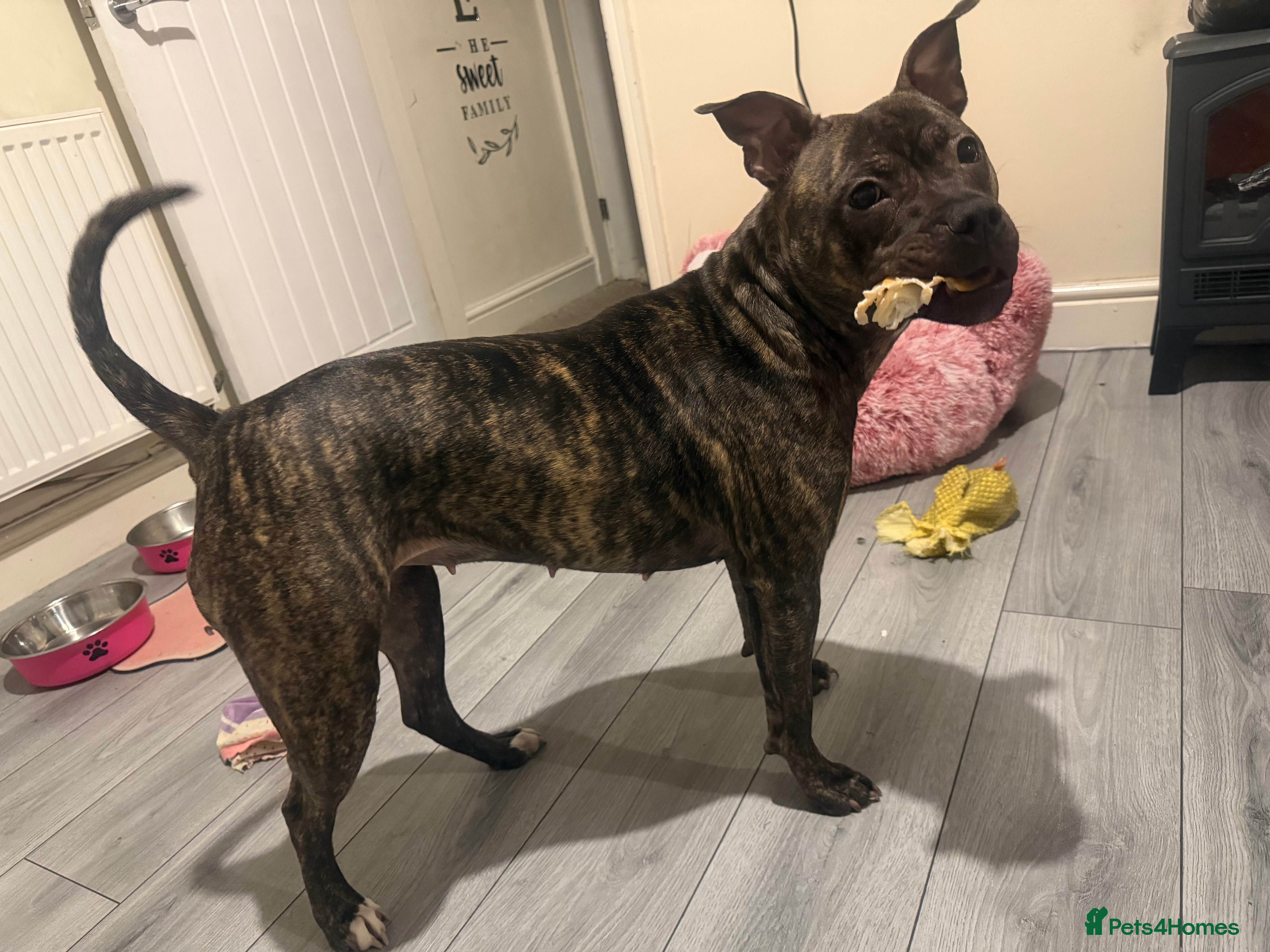 Staffordshire Bull Terrier dogs Staffordshire bull terrier female - Advert 1