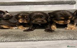 Cocker Spaniel dogs for sale: Show Cocker Puppies - Image 4