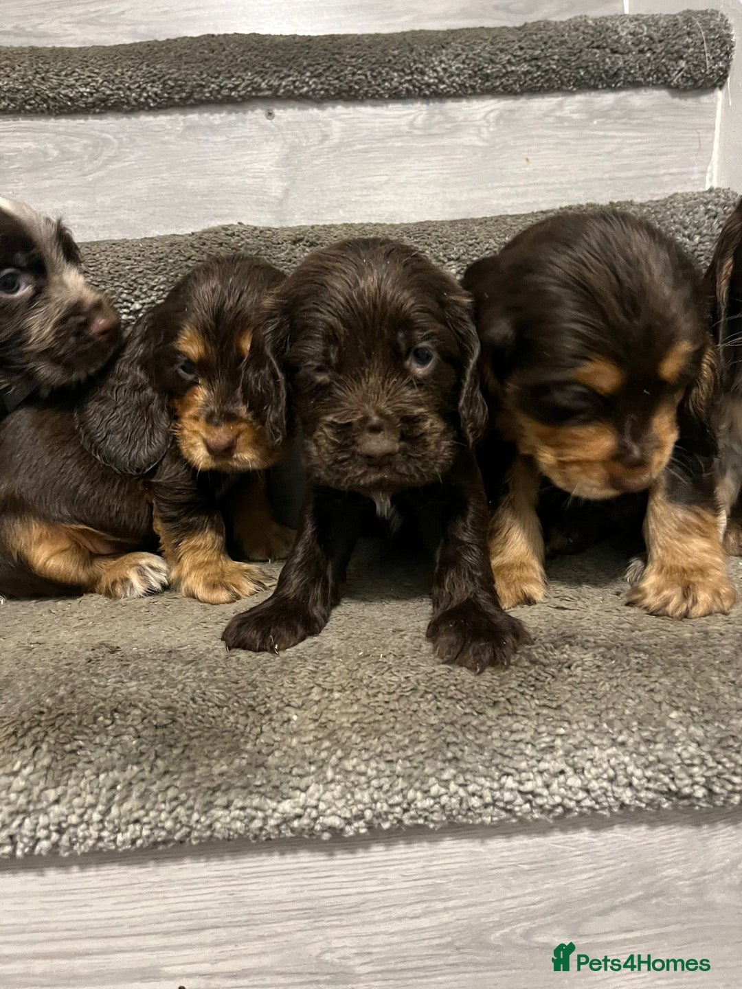 Cocker Spaniel dogs for sale: Show Cocker Puppies - Image 4