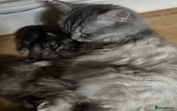 Persian cats for sale: Cute Persian Kittens 2 Left For Sale - Image 7