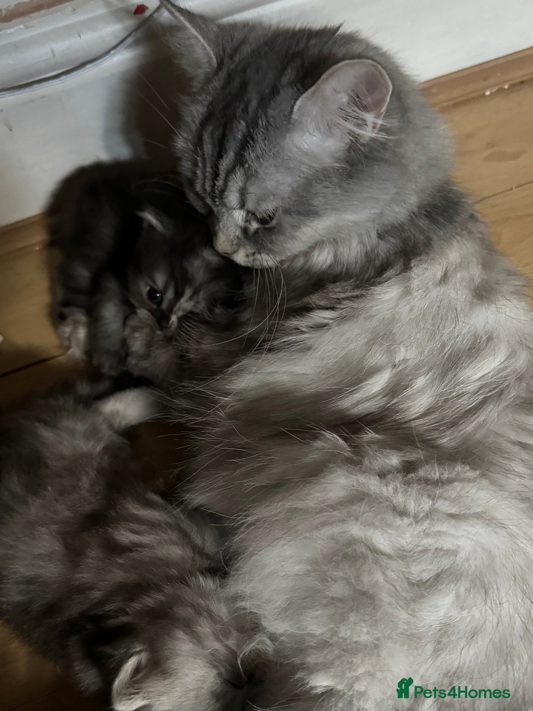 Persian cats for sale: Cute Persian Kittens 2 Left For Sale - Image 7