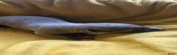 Whippet dogs for sale: KC HEALTH AND HEART TESTED WHIPPETS - Advert 4