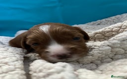 Goldendoodle dogs for stud: Rutlands Lil Cookie Cutter from Australia health T in Bedford - Image 10