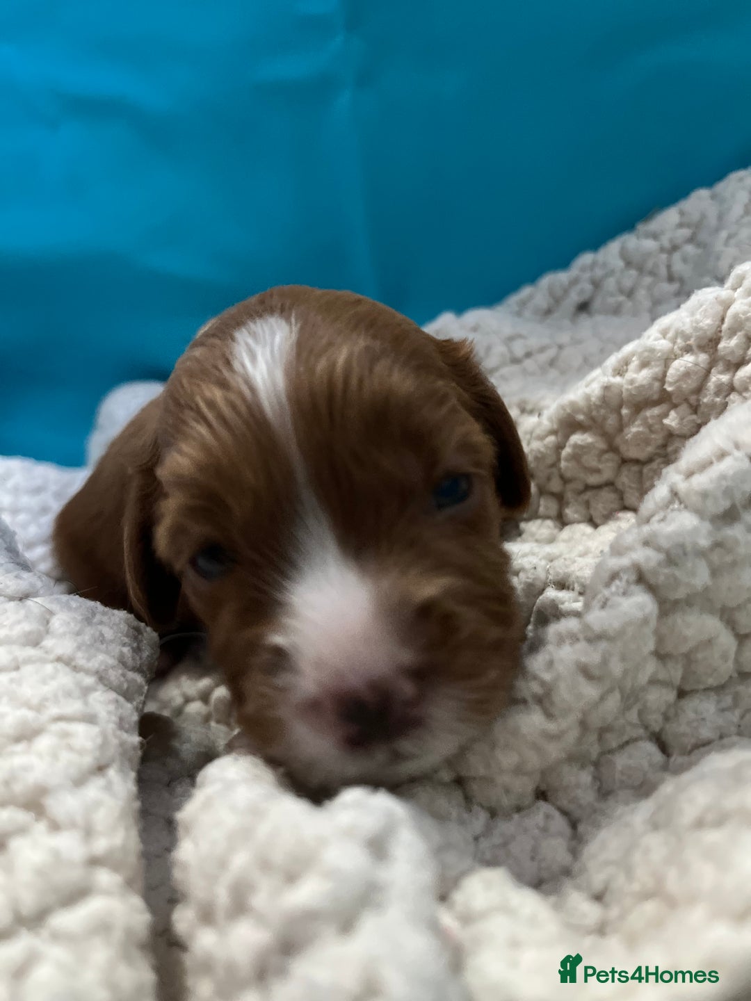 Goldendoodle dogs for stud: Rutlands Lil Cookie Cutter from Australia health T in Bedford - Image 10
