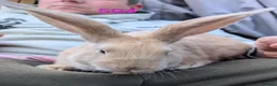 Continental Giant rabbits for sale: Beautiful continental giants  - Advert 12