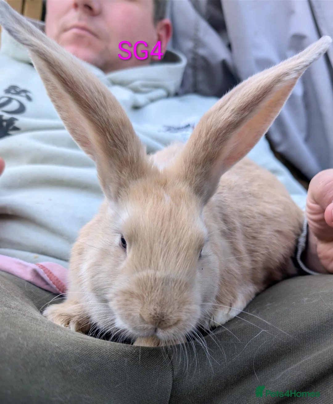 Continental Giant rabbits for sale: Beautiful continental giants  - Advert 12