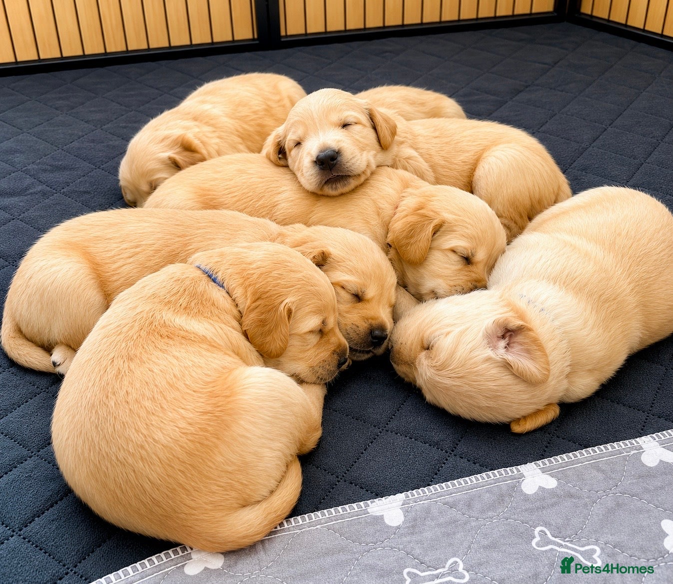 Golden Retriever dogs KC Registered Golden Retriever Puppies    - Advert 1