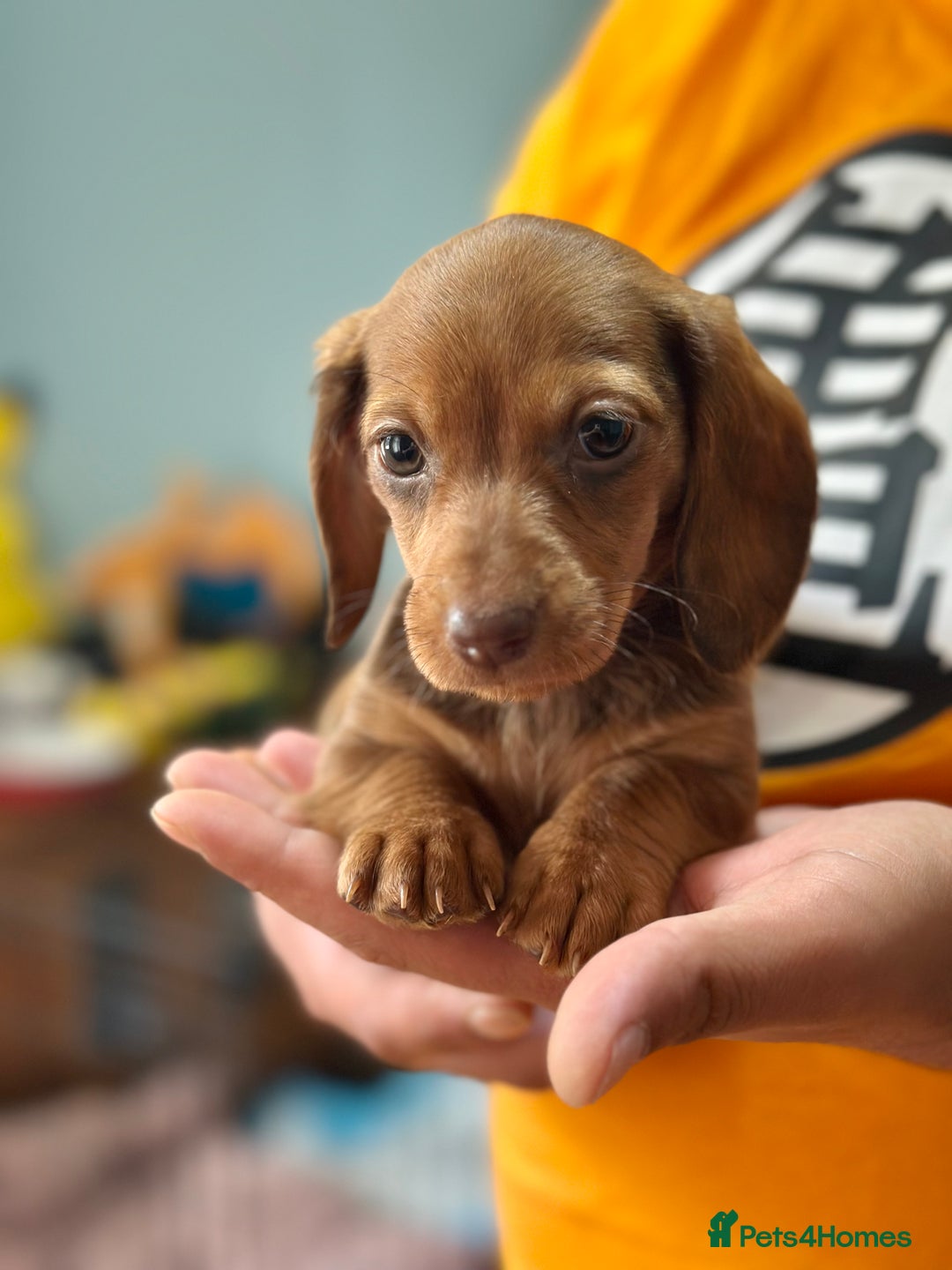 Dachshund dogs for sale: Our dwarf sausages are looking for a family🙃 - Image 4