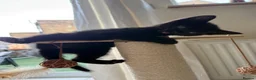 Domestic Shorthair cats for sale: 5 domestic shorthair kittens  - Advert 3