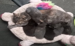 Mixed Breed cats for sale: Beautiful fluffy female kitten  - Image 2