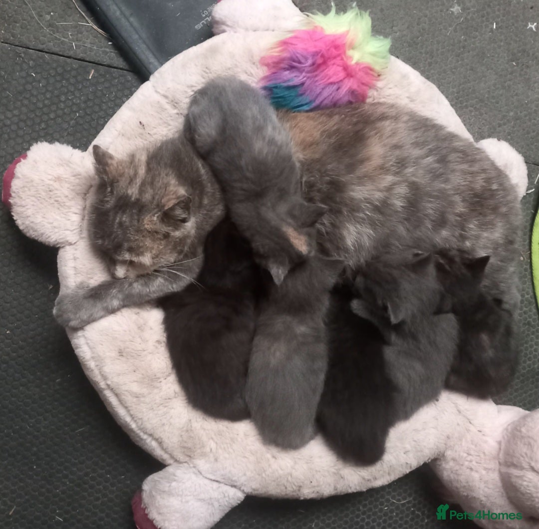 Mixed Breed cats for sale: Beautiful fluffy female kitten  - Image 2