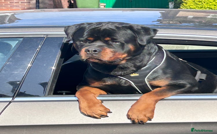Rottweiler dogs - Advert 4