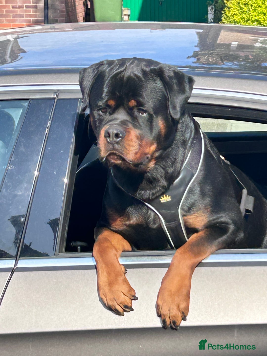 Rottweiler dogs for sale: Stunning Male Rottweiler For Sale - Image 1