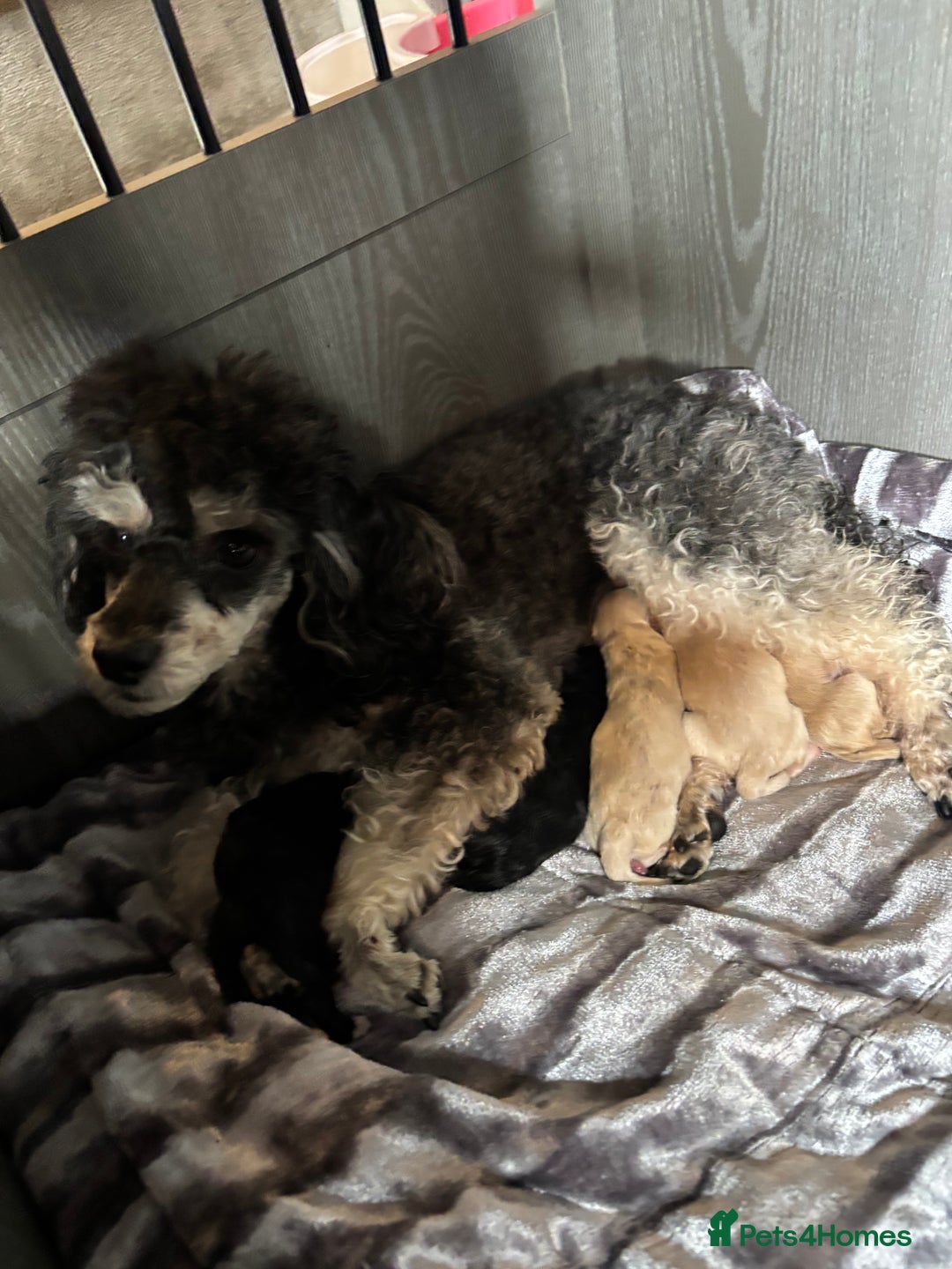 Maltipoo dogs for sale: Beautiful little maltipoo  - Image 1