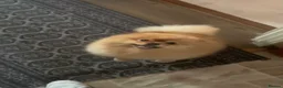 Pomeranian dogs for sale: Small pedigree puppies - Advert 29