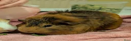 Guinea Pig rodents for sale: Beautiful male guinea pig for a good home! in Morecambe - Advert 4