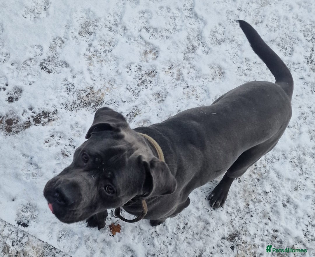 Cane Corso dogs for sale: Conan cane corso - Advert 4