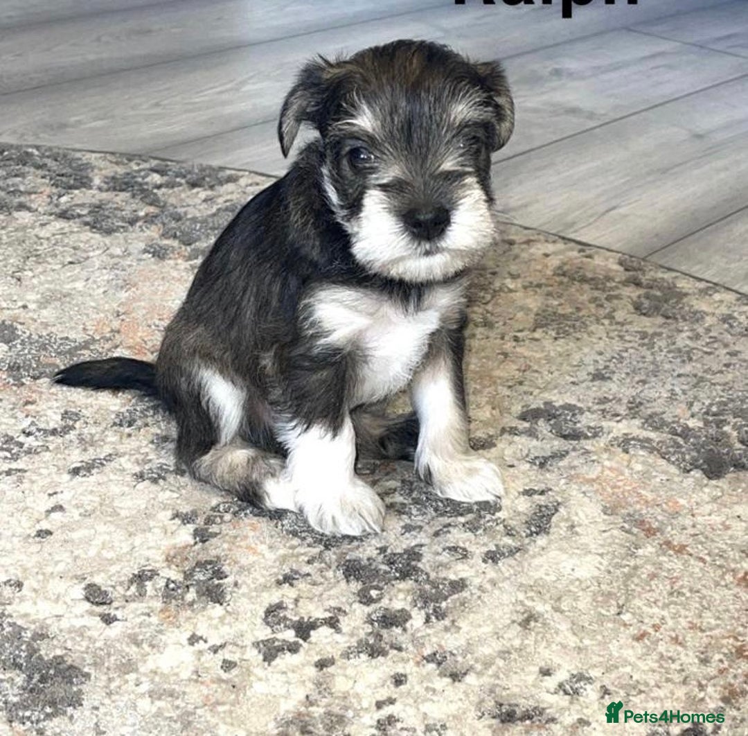 Miniature Schnauzer dogs for stud: KC Reg Choc/White Min Schnauzer MAC +BVA Clear in Coventry - Advert 33