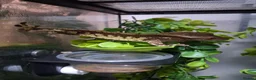 Gecko reptiles for sale: Crested and chahouas geckos - Advert 3